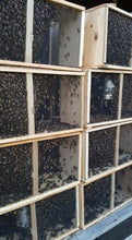 Load image into Gallery viewer, 3-lb. Package Bees w/ Marked Queen