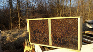 3-lb. Package Bees w/ Marked Queen